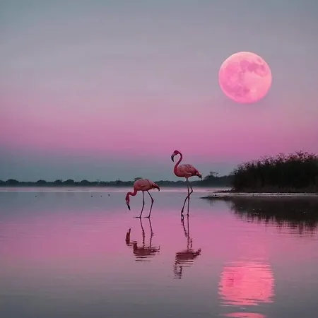 Maison Salamandre * קאלביסון